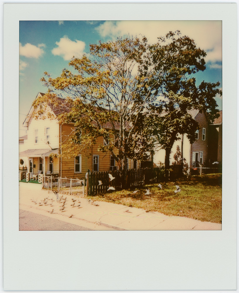 Polaroid 59